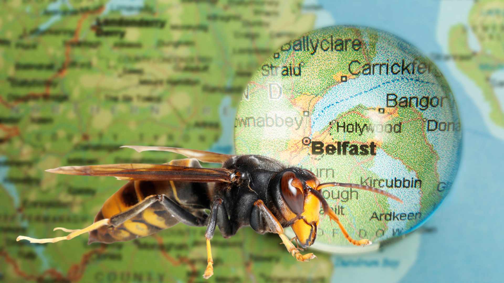 Asian Hornet in Belfast