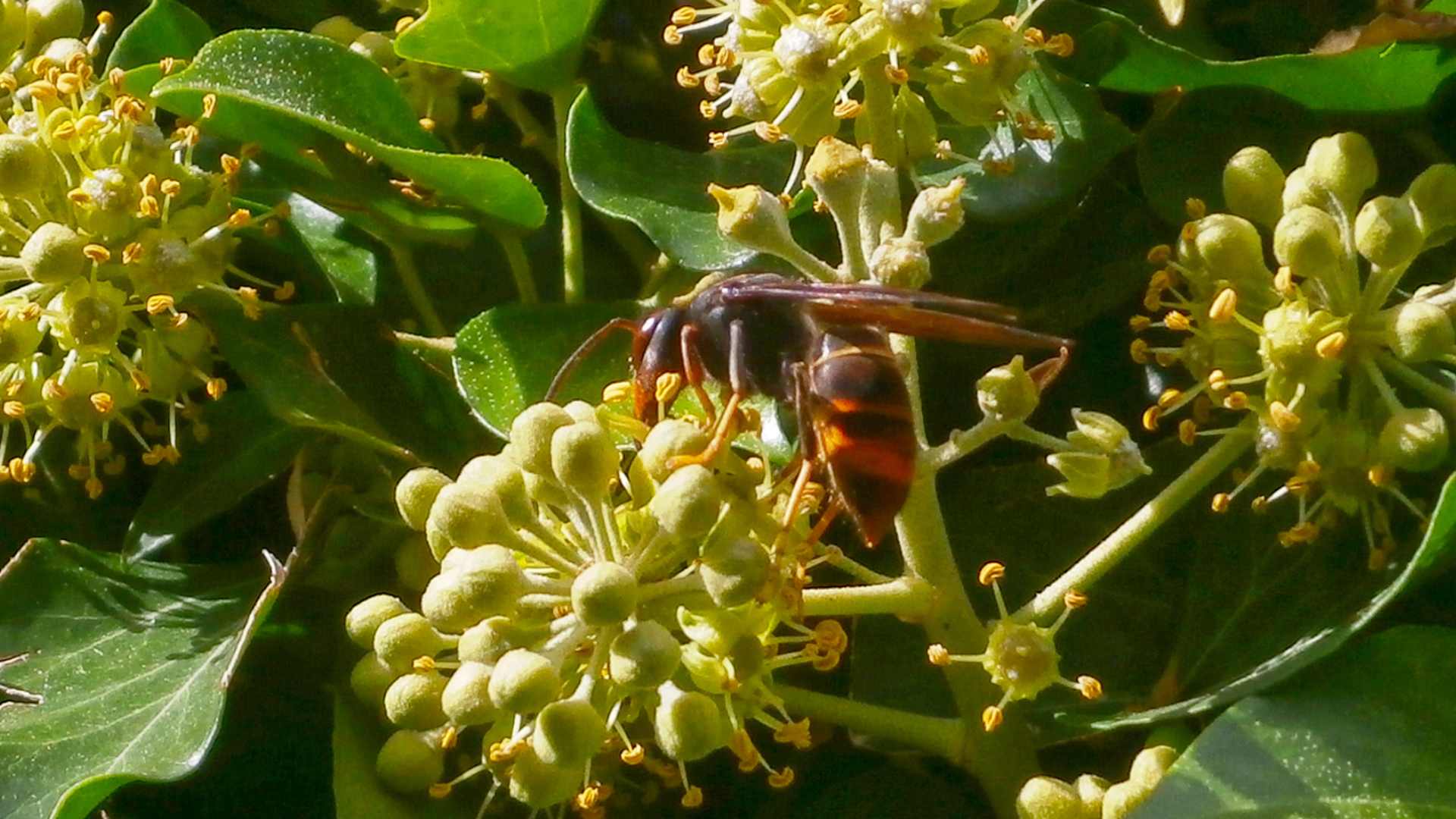 Asian Hornet