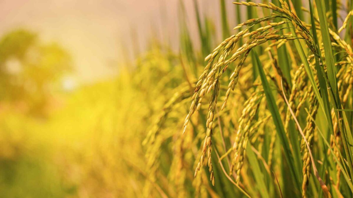 Autum-field-and-farmer-1200x675 Dry, settled week to improve field access and drying