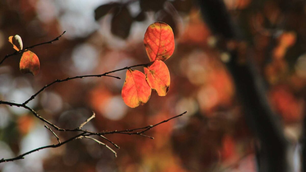 Autumn-colours-in-UK-1200x675 UK Met Office Warns of Extended Period of Changeable Weather