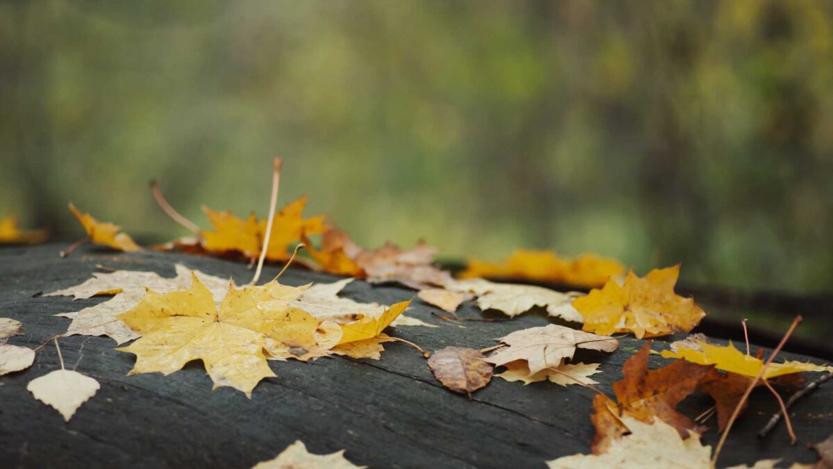 Autumn-weather-1200x675 Met Éireann Forecasts Mixed Conditions Ahead with Wetter End to Autumn