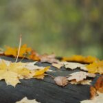 Autumn weather