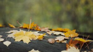 Autumn weather
