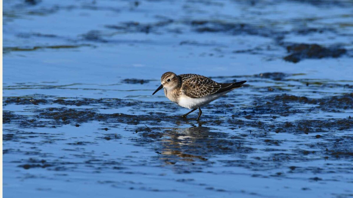 Bairds-Sandpiper-1-1200x675 Baird’s Sandpiper makes fleeting Irish stopover