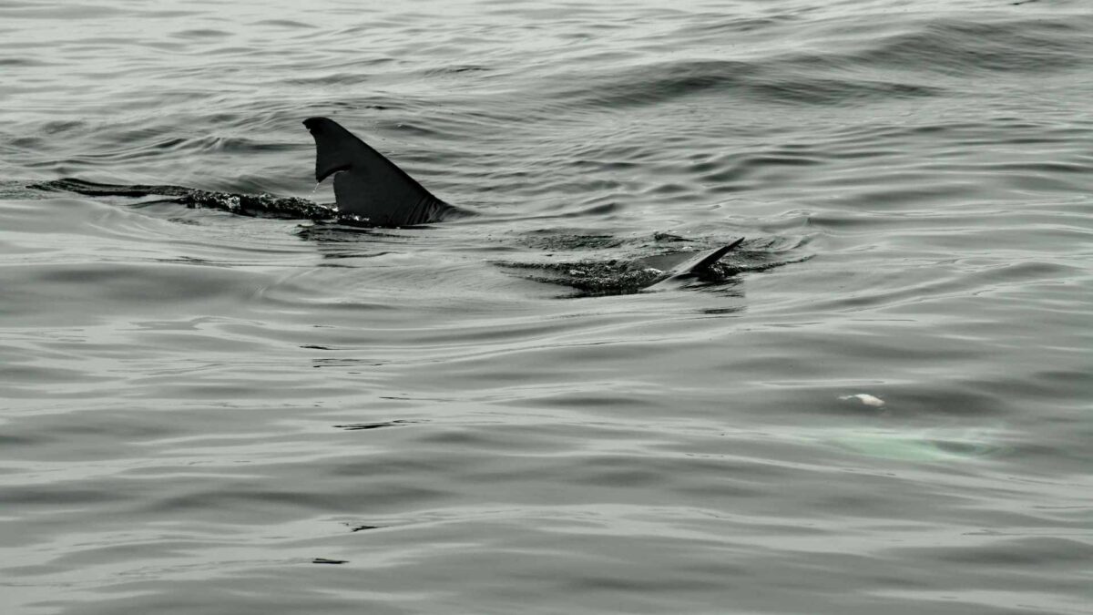 Basking-Shark-1200x675 Basking Shark Numbers Down Nearly 50% After Record 2024