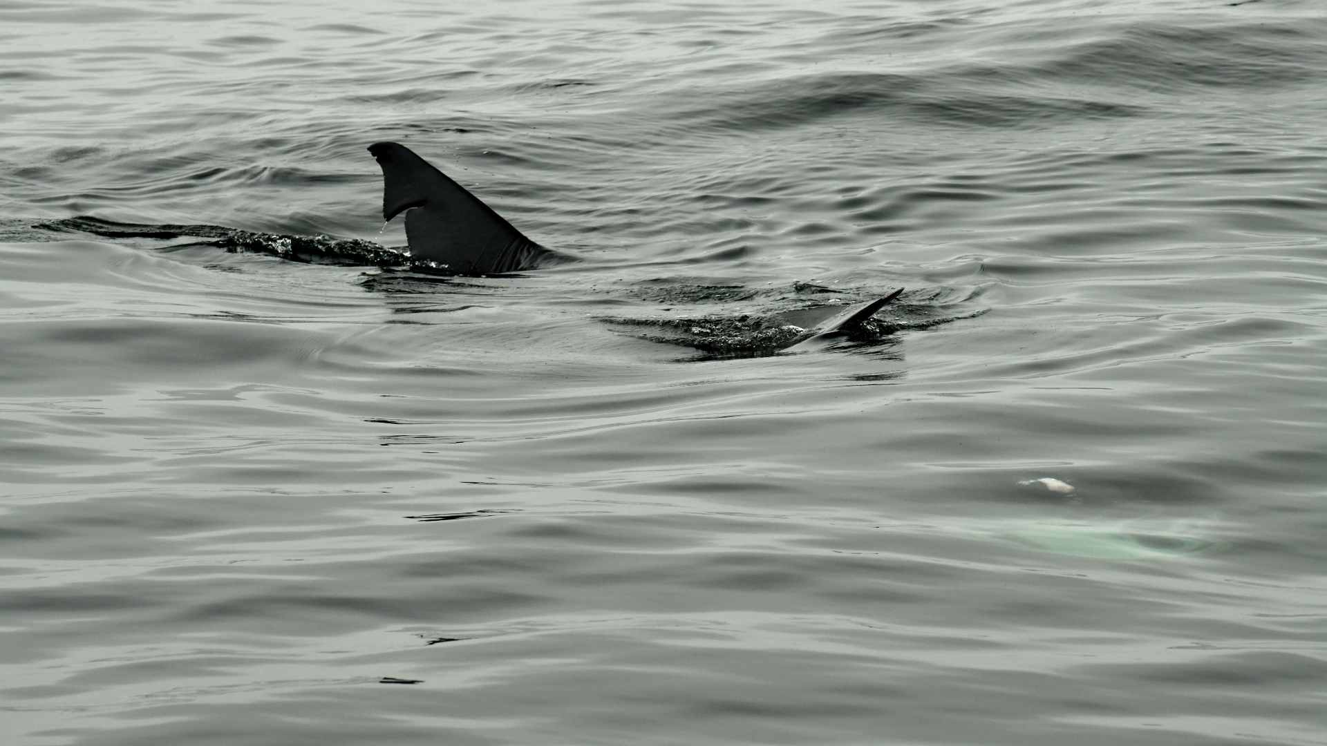 Basking Shark