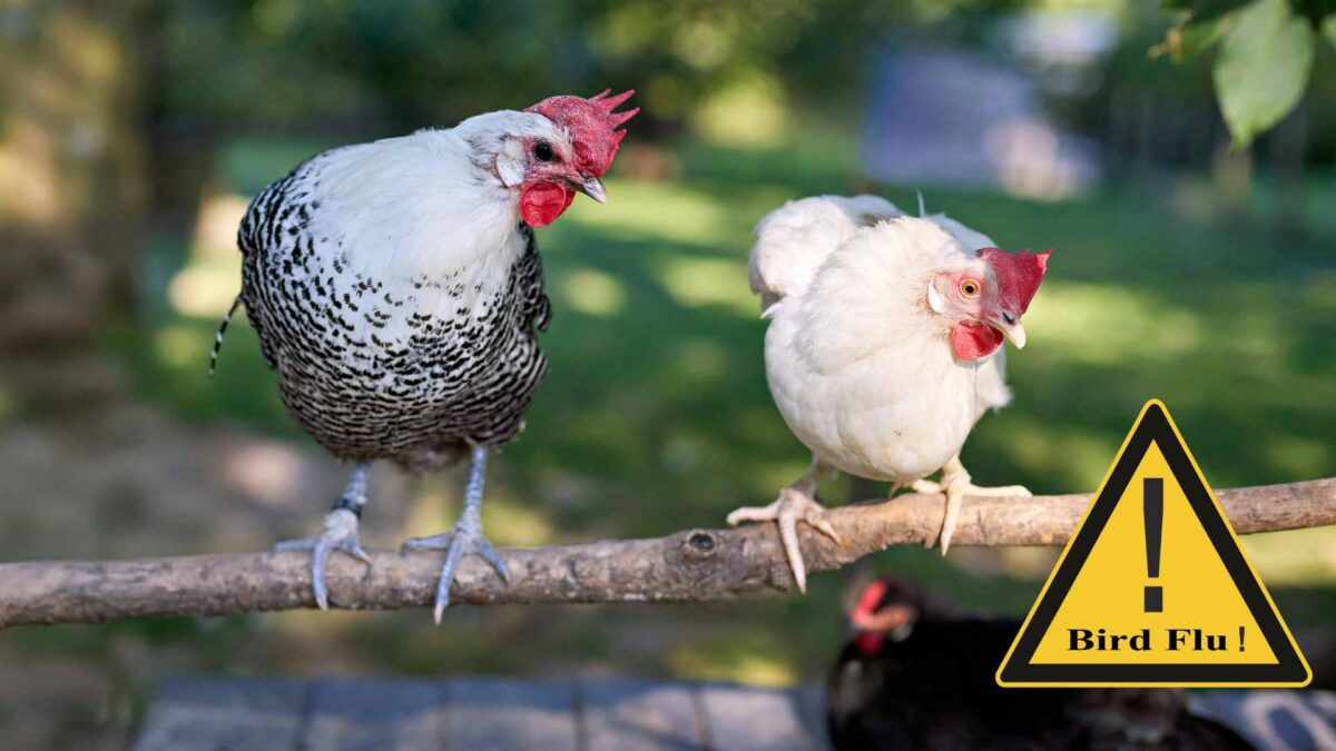 Bird-flu-1200x675 Avian flu surge triggers nationwide flock protection measures