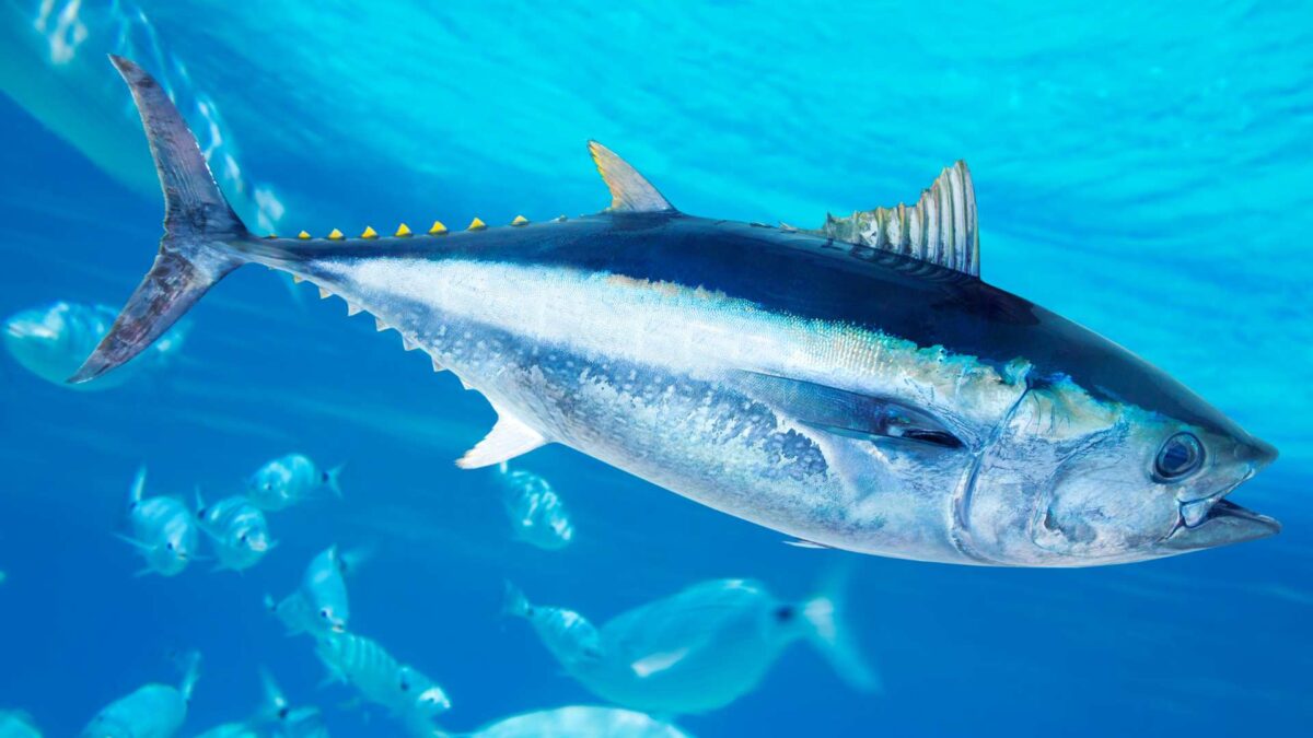 Bluefin-tuna-1200x675 760-Pound Tuna Caught Off Donegal Coast