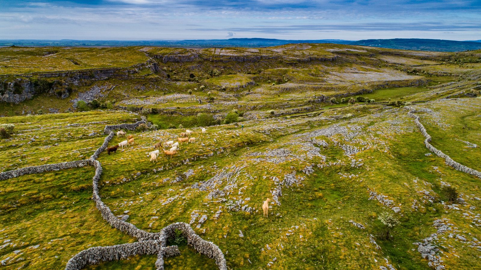 Burren Cattle Drive, The Burren, County Clare