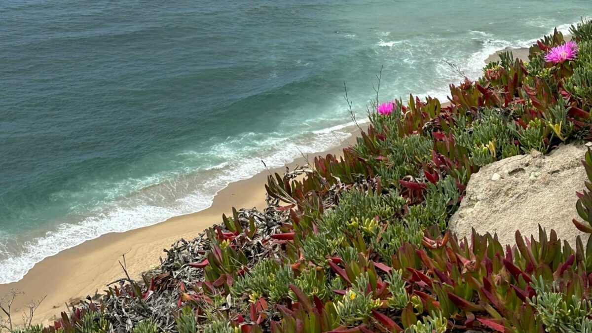 Carpobrotus-1-1200x675 Tourists Unwittingly Track Plant Takeover