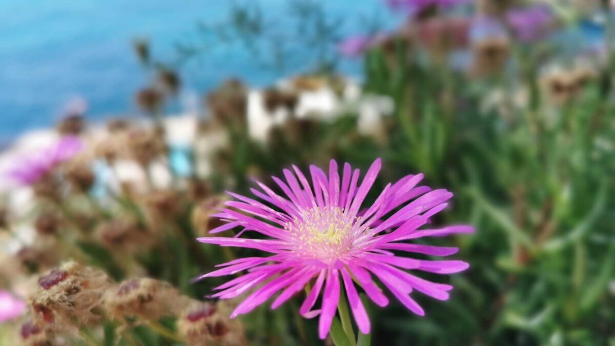 Carpobrotus-1200x675 Tourists Unwittingly Track Plant Takeover