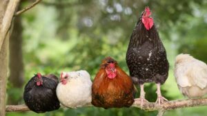 Chickens avian flu