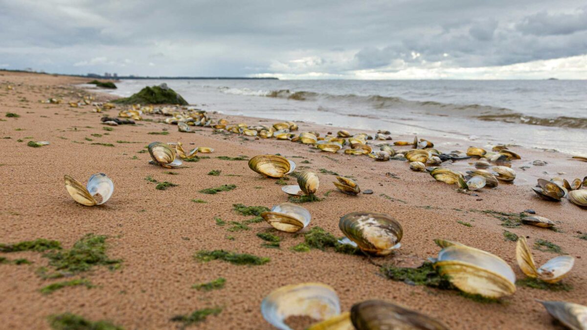 Clam-shells-on-the-Atlantic-shore-1200x675 Study Finds Atlantic Currents Losing Stability Over Last Century