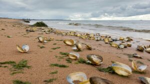 Clam shells on the Atlantic shore