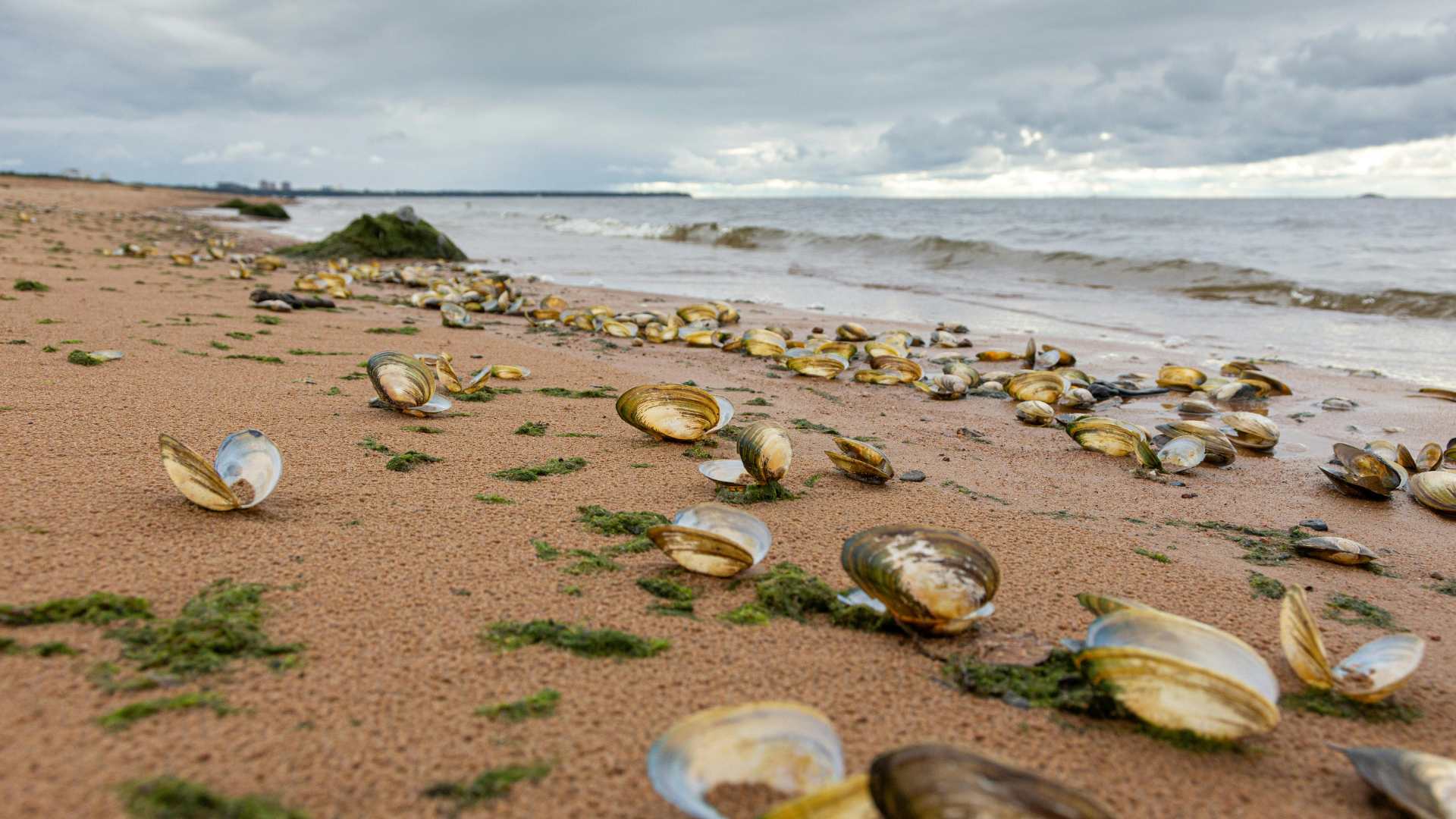 Clam shells on the Atlantic shore