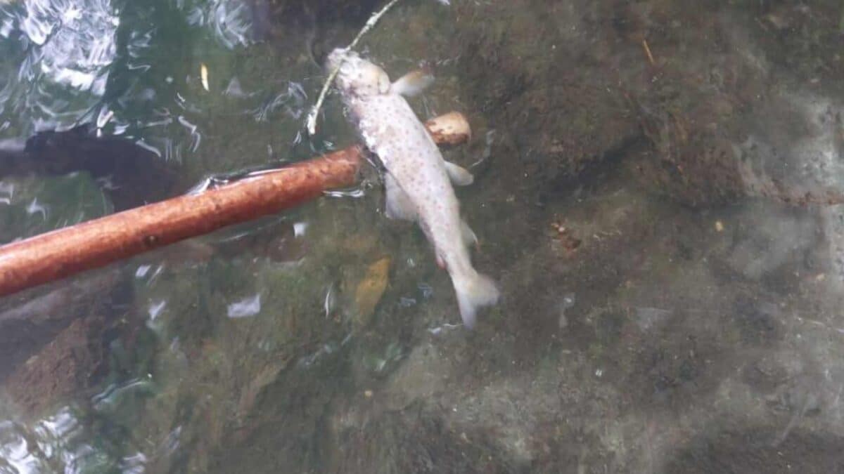 Dead-trout-found-in-Cavan-town-River.-Credit-IFI-1200x675 Fine issued over fish kill in Cavan