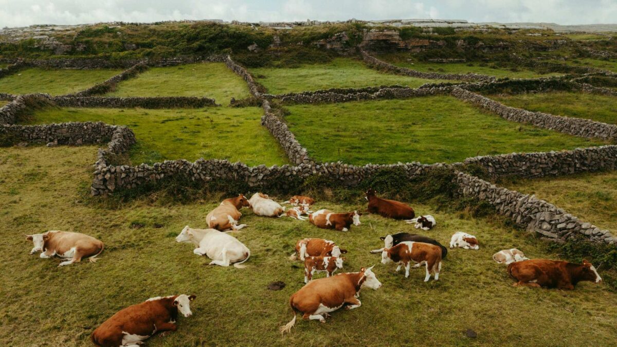 Farm-Ireland-1200x675 Farmers Invited to Shape Ireland’s Carbon Future