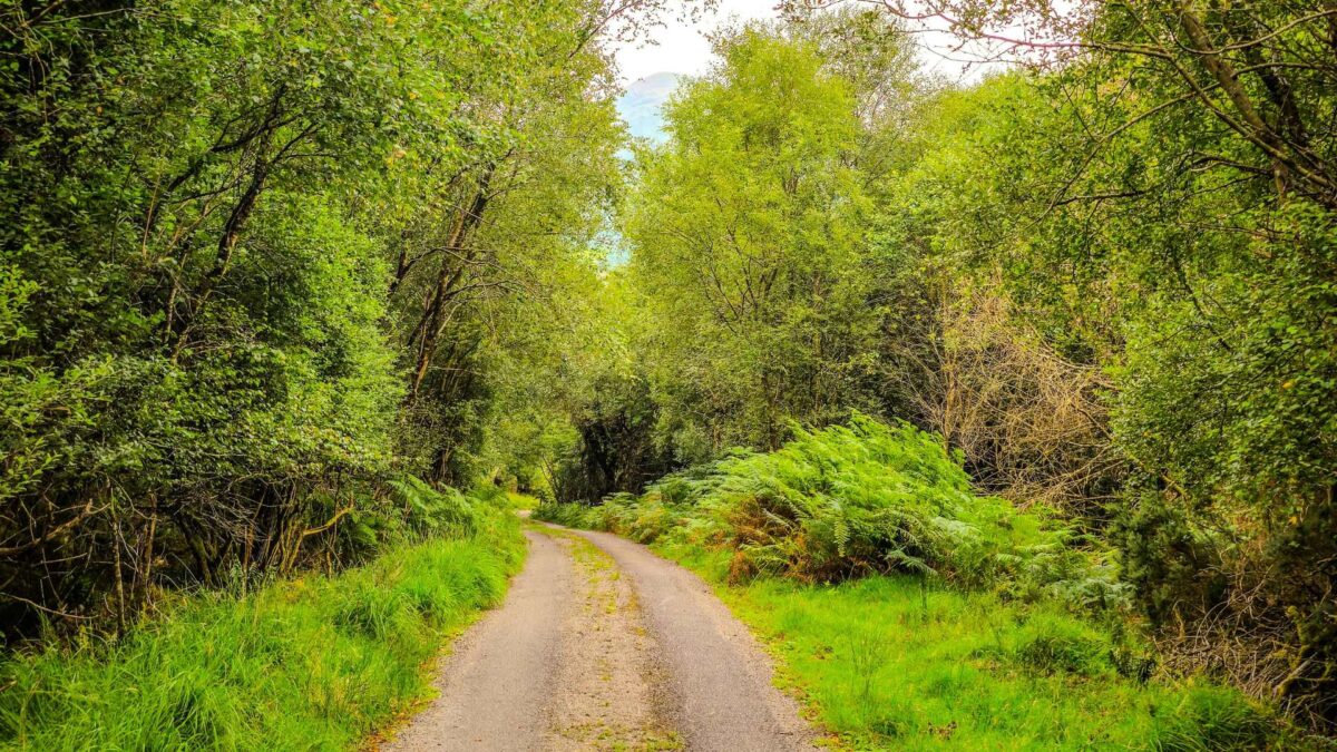 Forestry-1200x675 Coillte invites public feedback on draft land-use plan