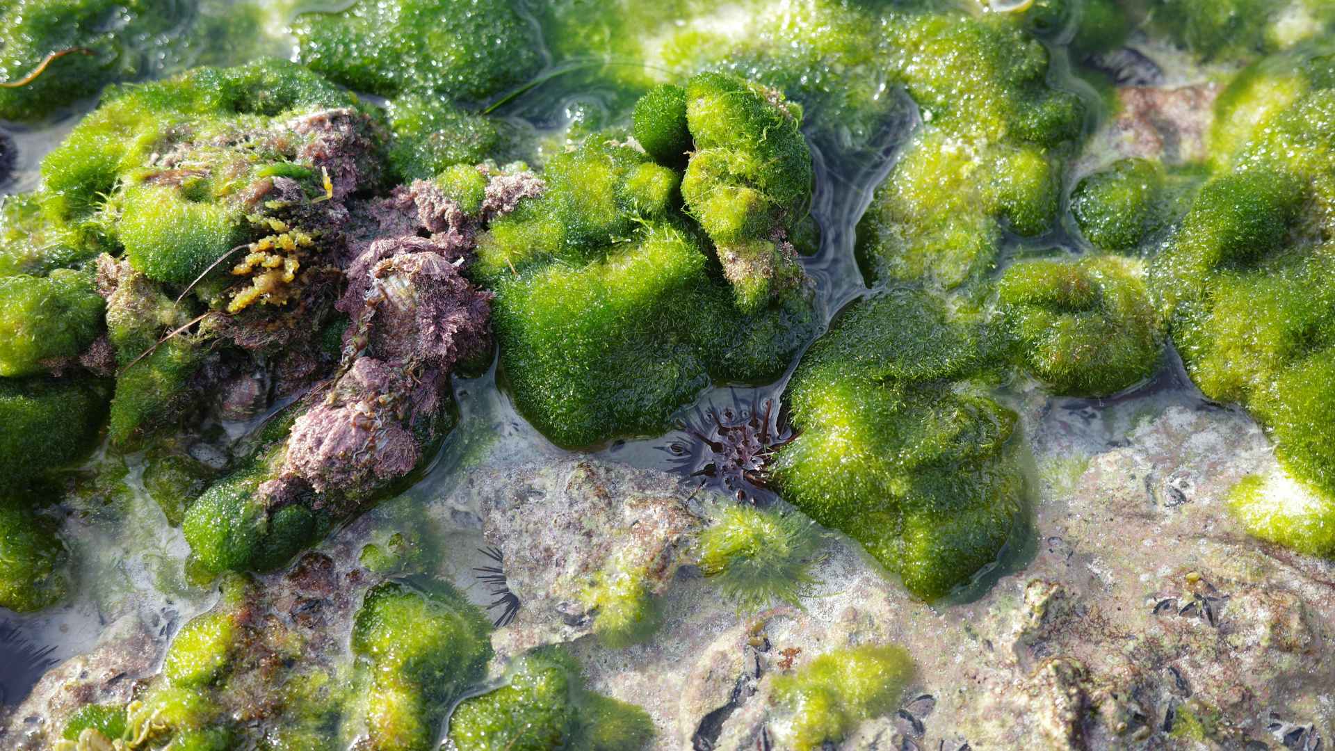 Green Algae on Rocks