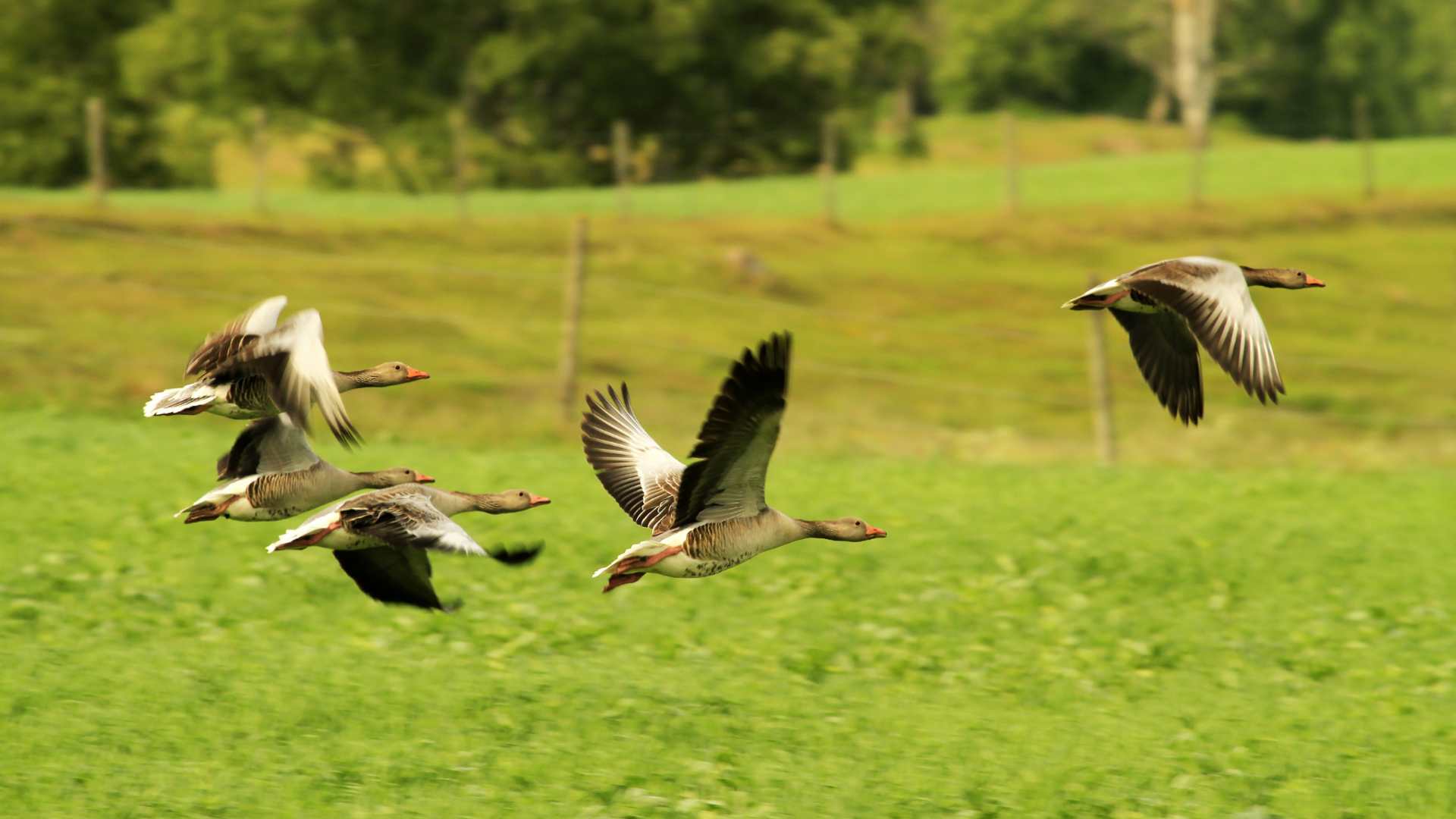 H5N1 cases close Fota Wildlife Park "for several weeks" 21 Greylag Geese