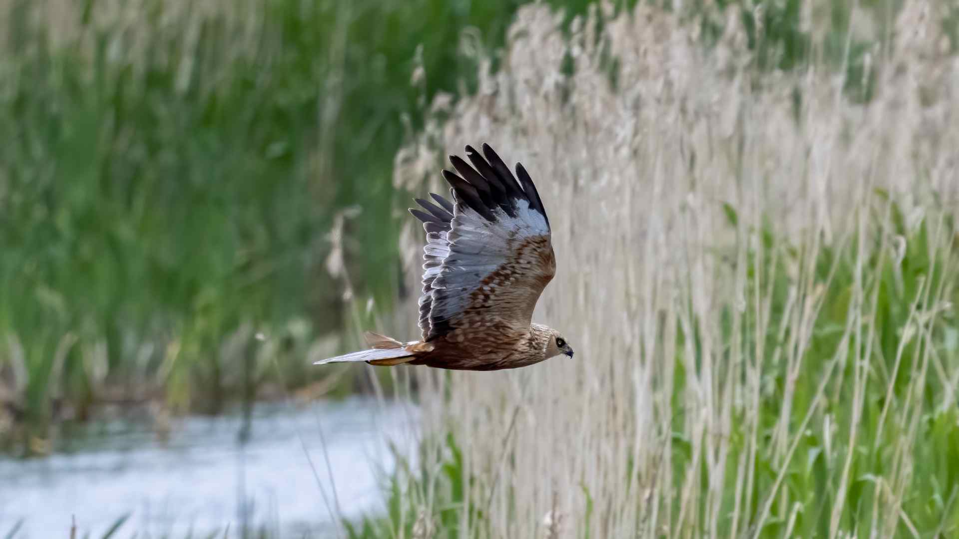 Hen Harrier