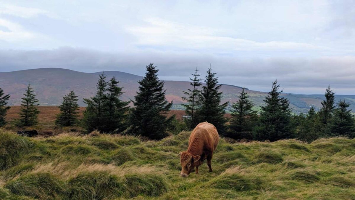Killakee-in-the-Dublin-Mountains-on-Thursday-morning-1200x675 Soggy Fields Keep Farmers Grounded
