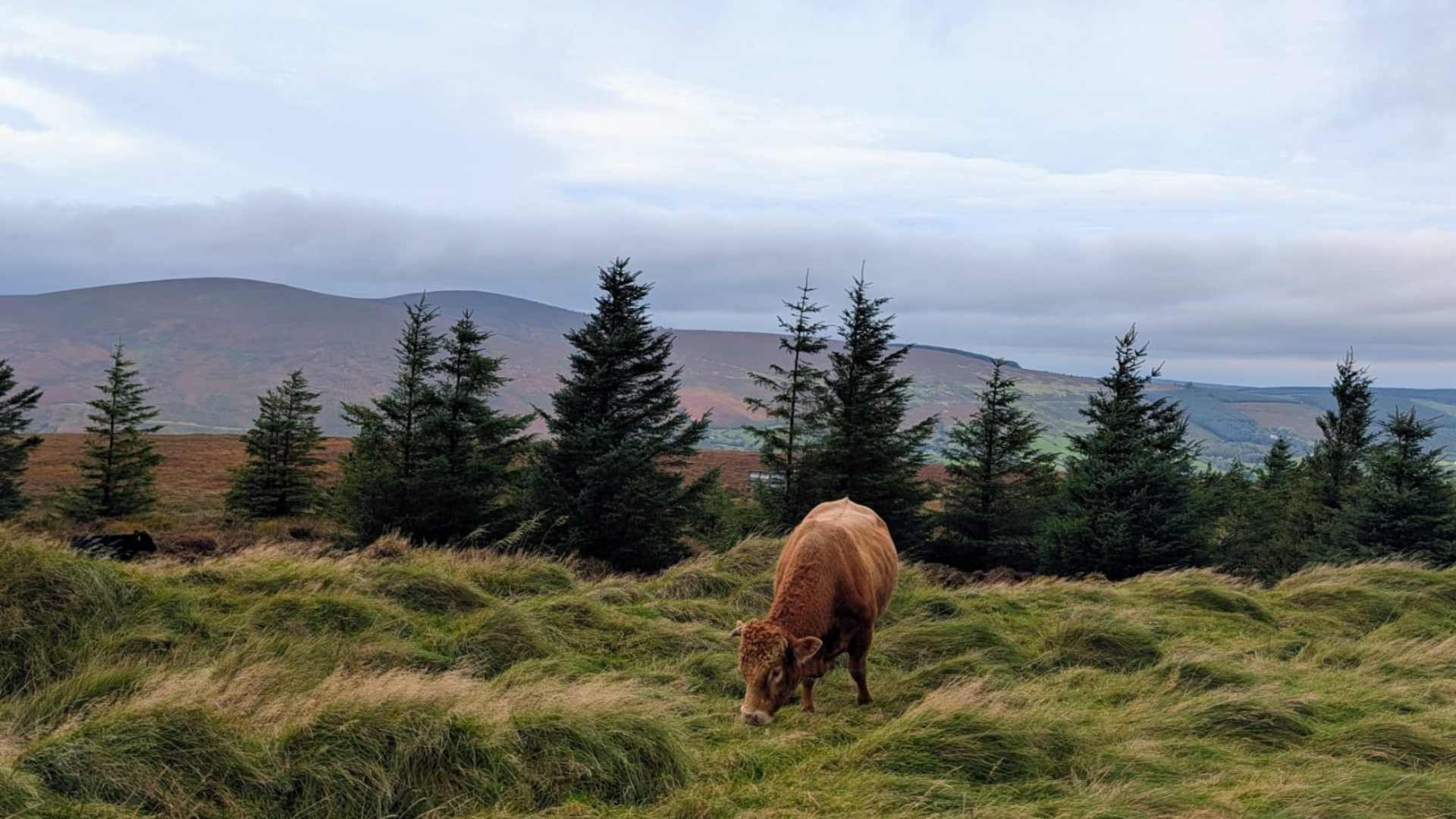 Killakee in the Dublin Mountains on Thursday morning.