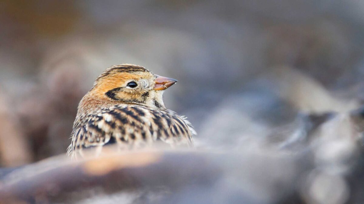Lapland-Bunting-1200x675 Lapland Bunting Sightings Surge Across Ireland