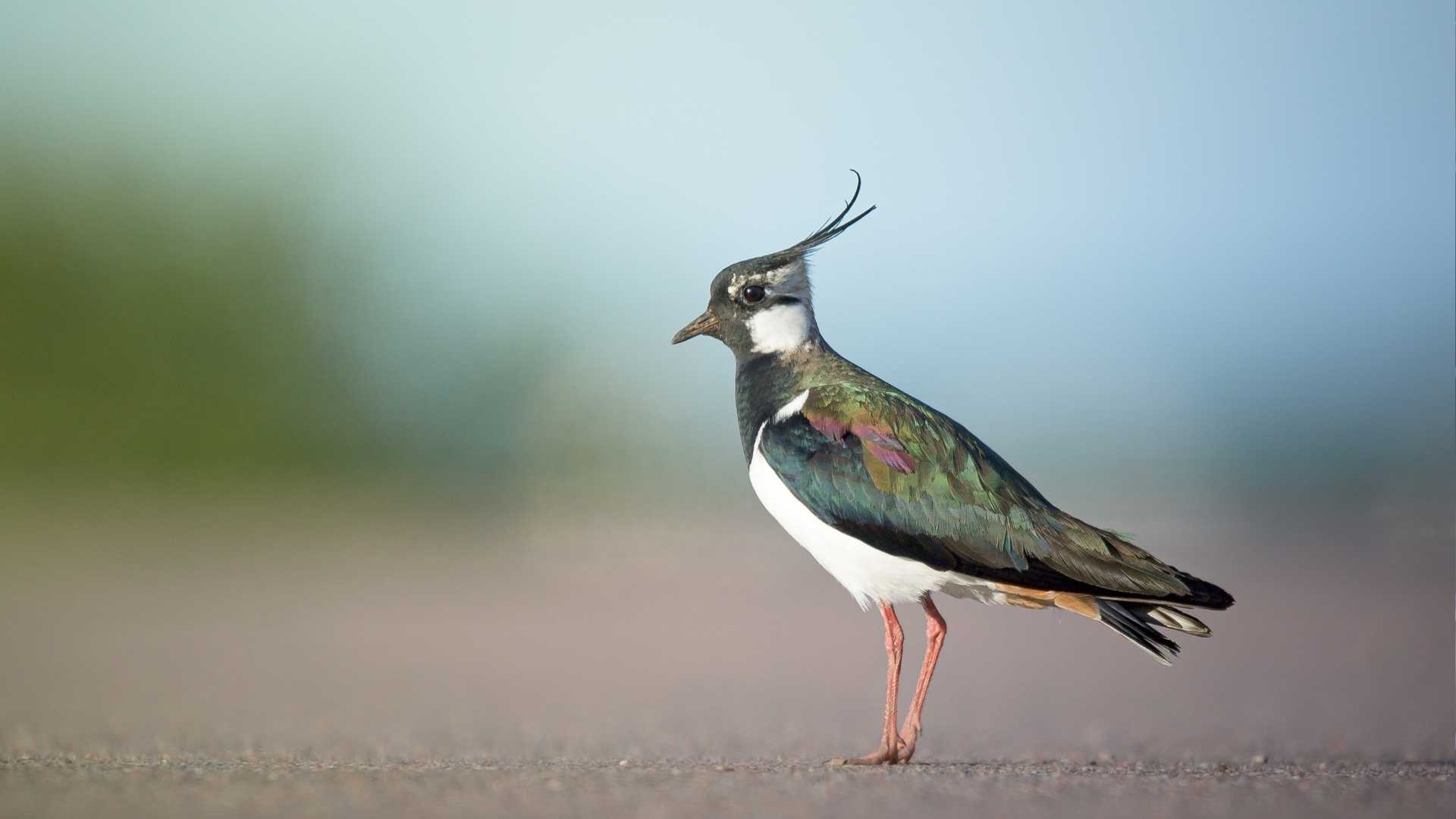 Lapwing