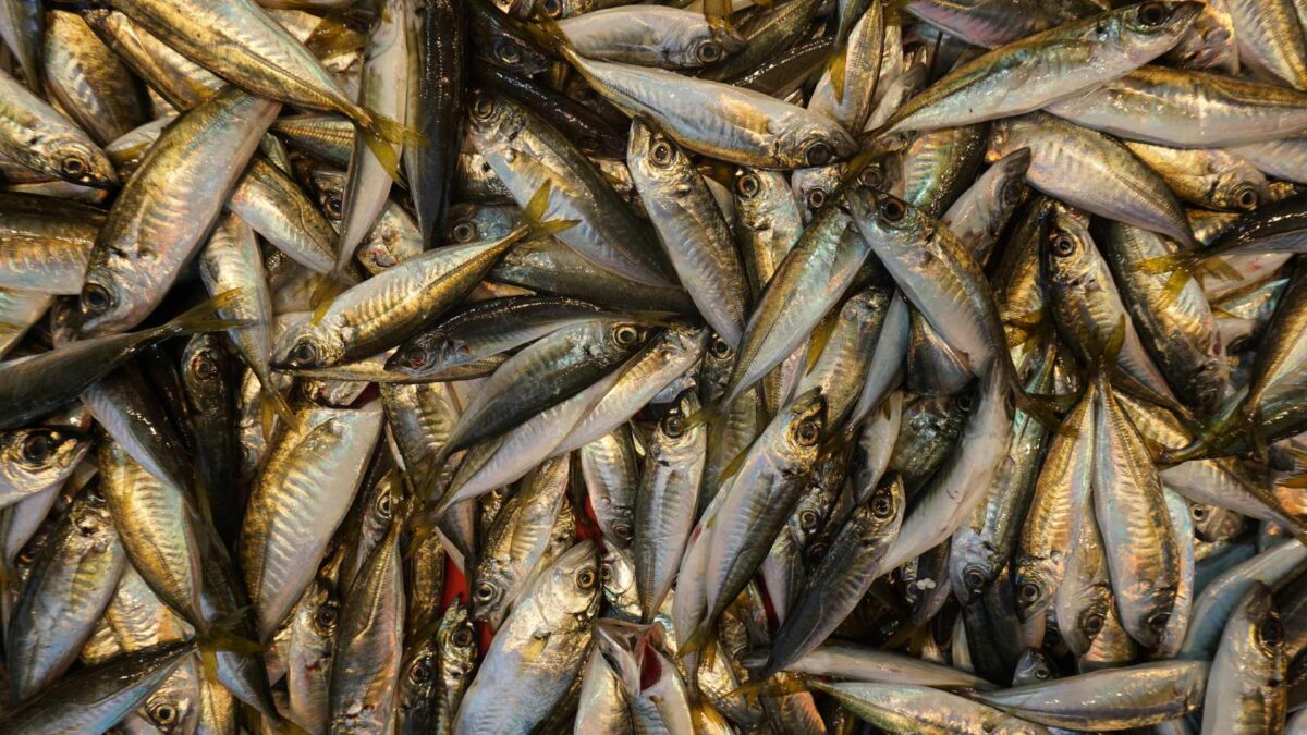 Mackerel-1200x675 Dooley demands urgent EU action on mackerel stocks