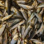 Dooley demands urgent EU action on mackerel stocks 5 Mackerel