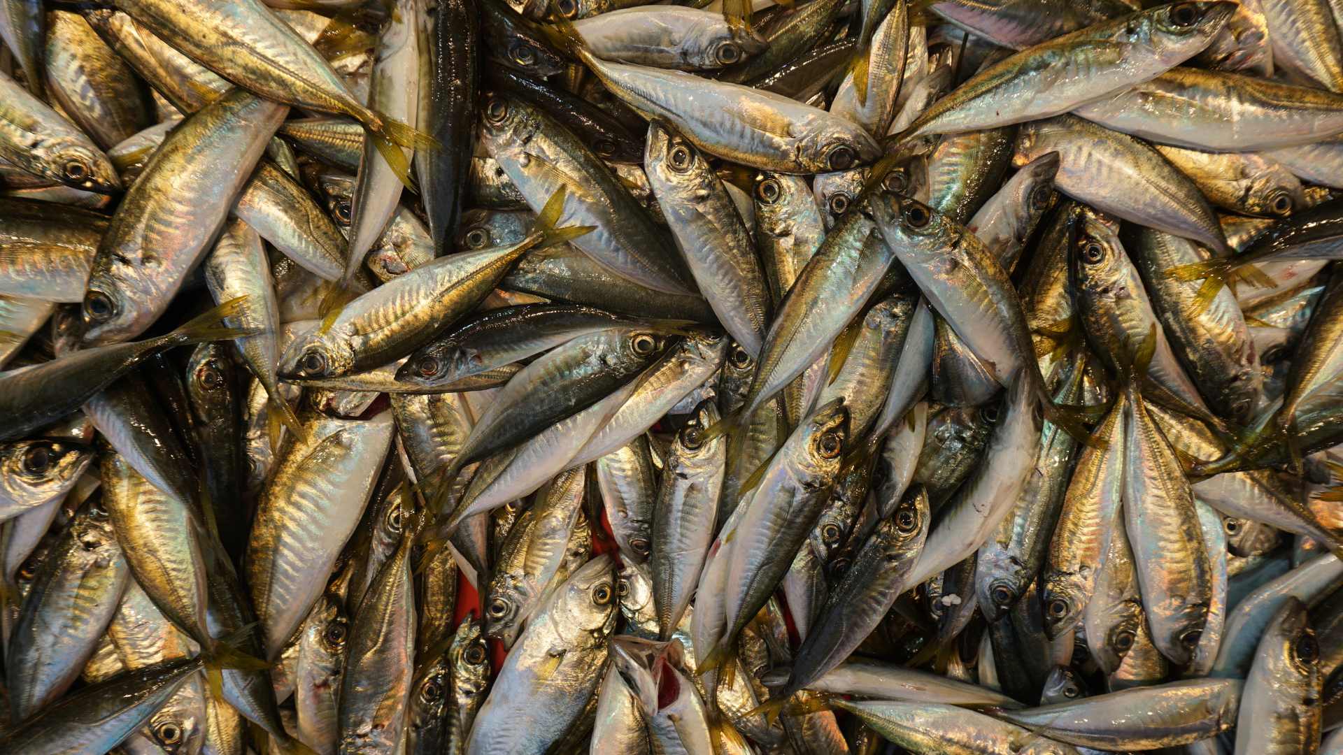 Dooley demands urgent EU action on mackerel stocks 16 Mackerel