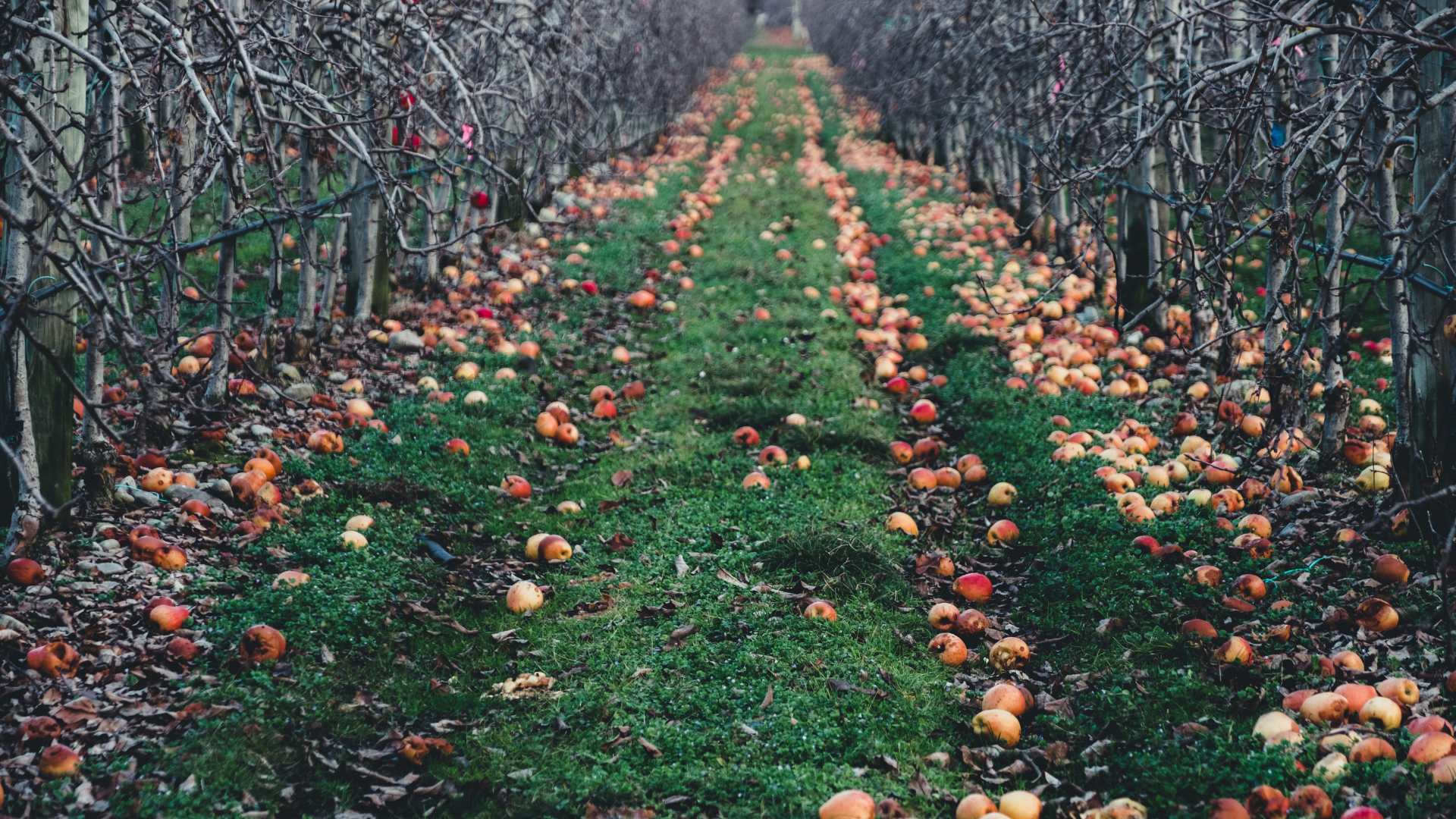 Met Éireann extended outlook