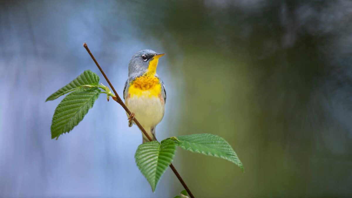 Northern-Parula-1-1200x675 Storms Blow Rare Warbler to West Cork