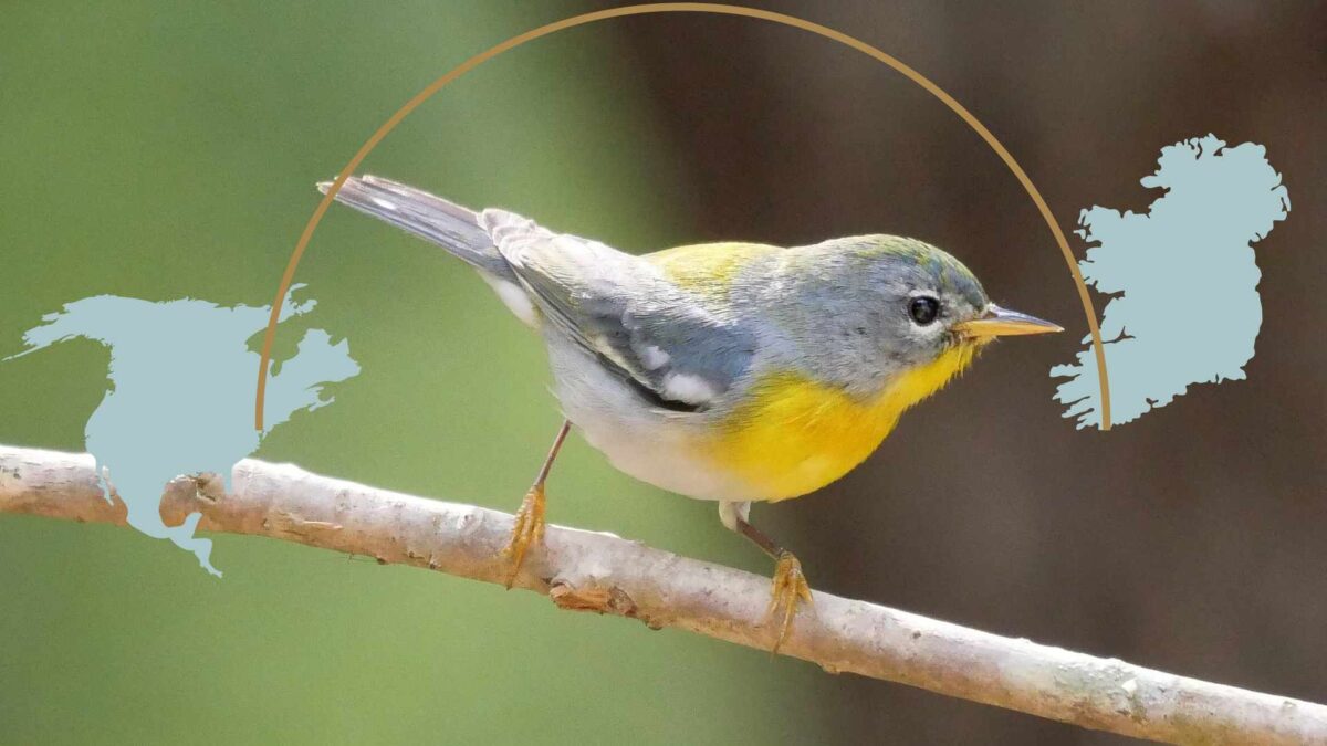 Northern-Parula-1200x675 Storms Blow Rare Warbler to West Cork