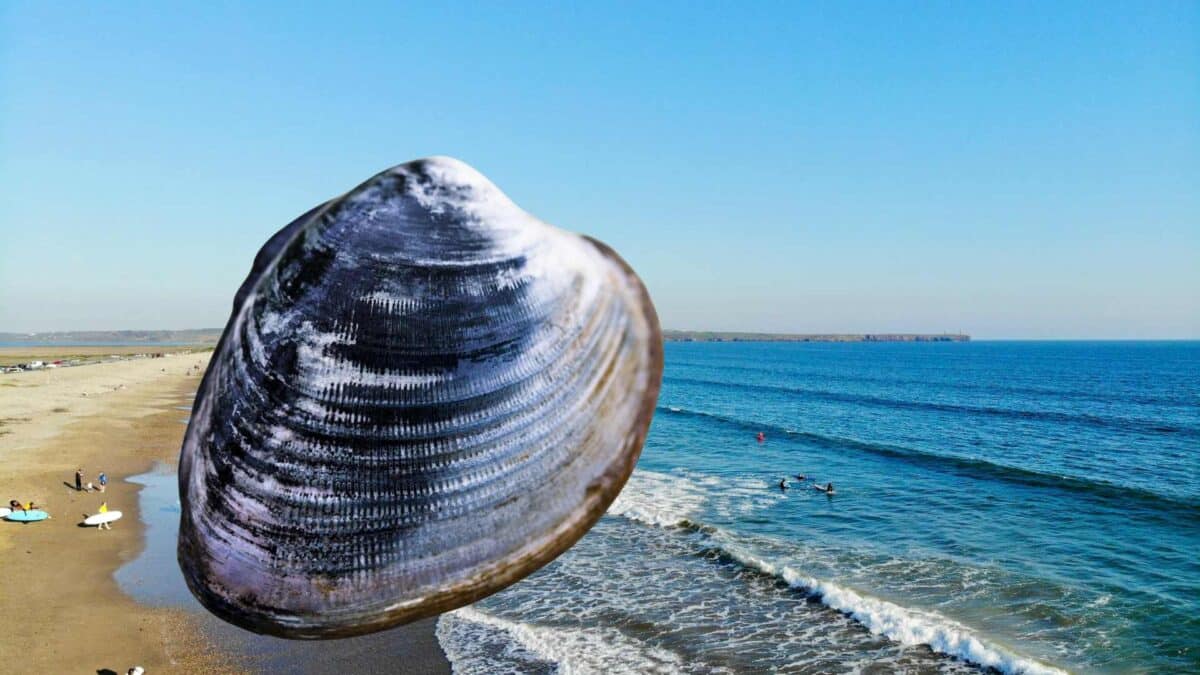 Ocean-quahog-clams-can-live-to-over-500-years-old-1200x675 Ireland’s oldest animal offers clues to Atlantic Ocean current changes
