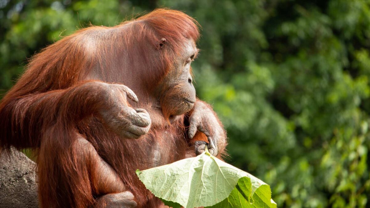 Orangutan-at-Dublin-Zoo-1200x675 Dublin Zoo Joins Global Alliance to Protect Endangered Species