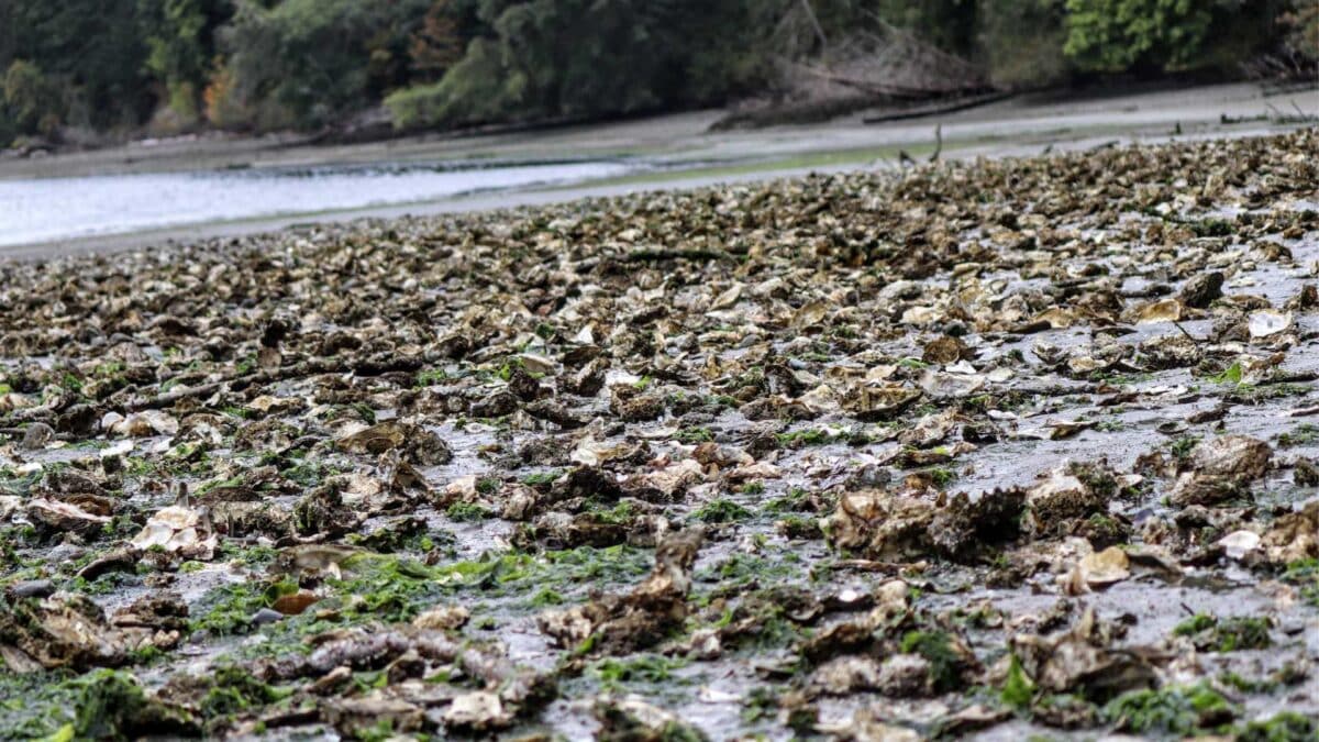 Oyster-Reefs-1-1200x675 UCD Leads €1.5 Million Project to Restore Native Oyster Reefs