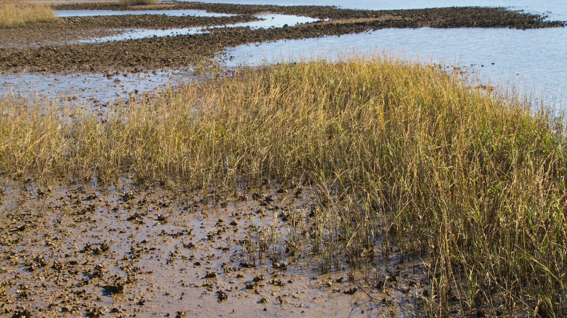 UCD Leads €1.5 Million Project to Restore Native Oyster Reefs 19 Oyster Reefs