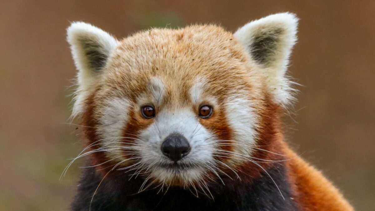 Red-Panda-at-Dublin-Zoo-1200x675 Dublin Zoo Joins Global Alliance to Protect Endangered Species