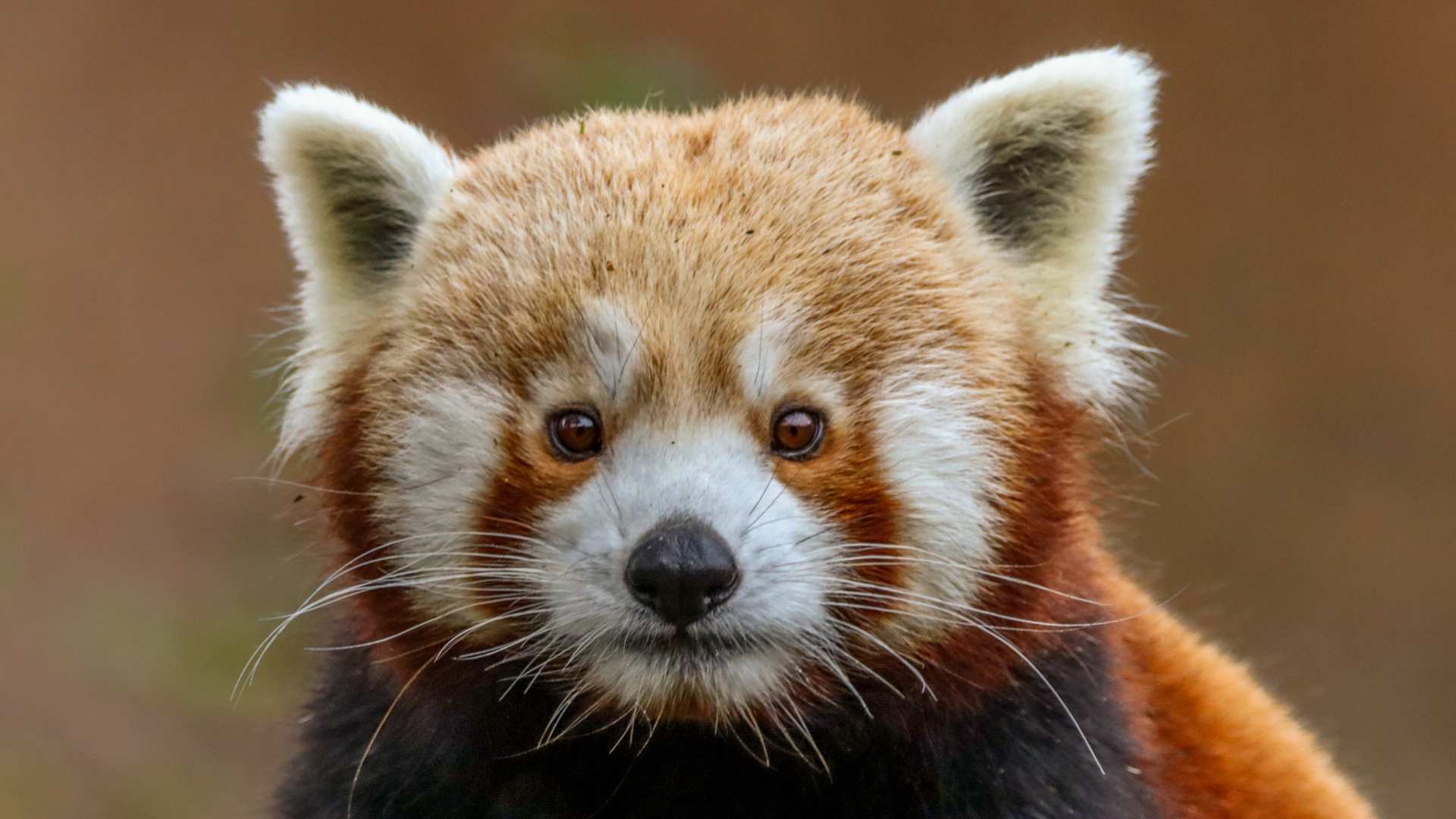 Red Panda at Dublin Zoo