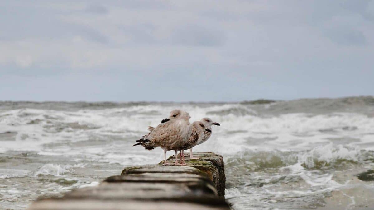 Seagulls-on-a-breakwater-1200x675 Storm Benjamin has minimal impact as it moves away from UK