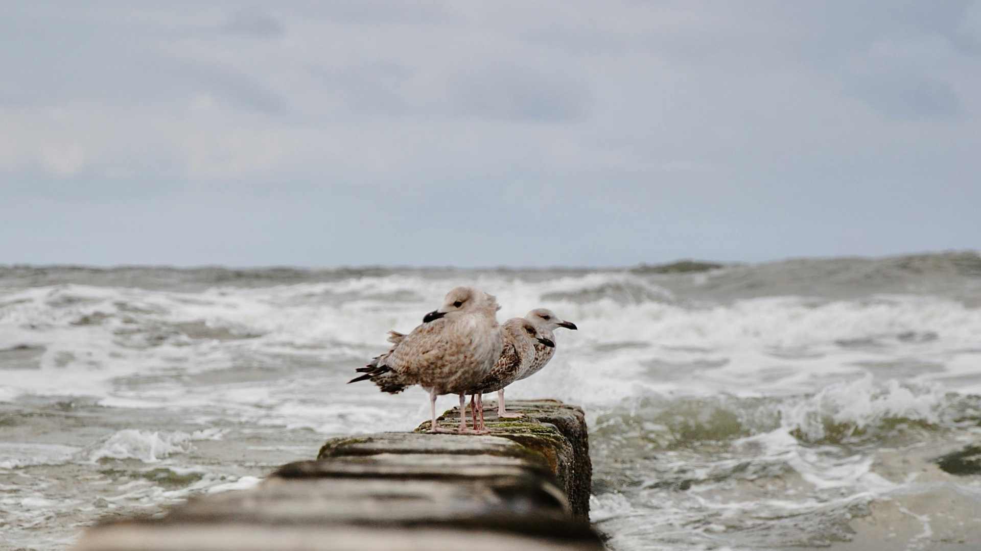 Seagulls on a breakwater