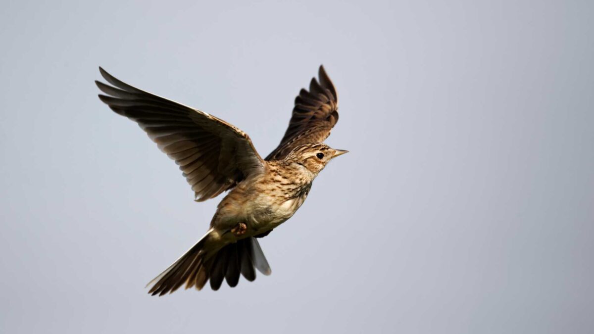 Skylark--1200x675 BirdWatch welcomes end of winter stubble rule but says it is too late