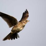 BirdWatch welcomes end of winter stubble rule but says it is too late 2 Skylark