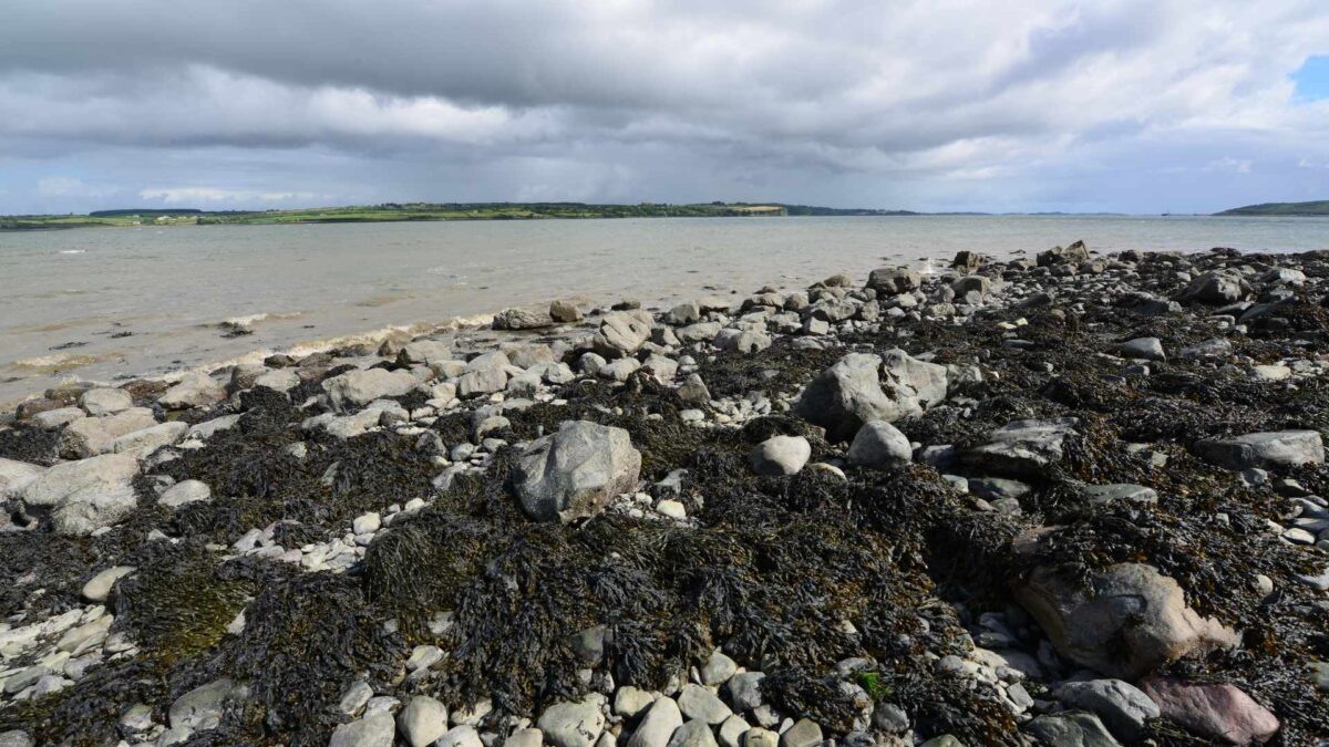 The-Shannon-Estuary-1200x675 Estuaries Worst Hit as National Water Quality Slips Again