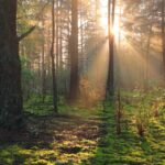 Forest visits up 10% as Coillte reveals Top 20 list 2 Top 20 most visited forests in Ireland