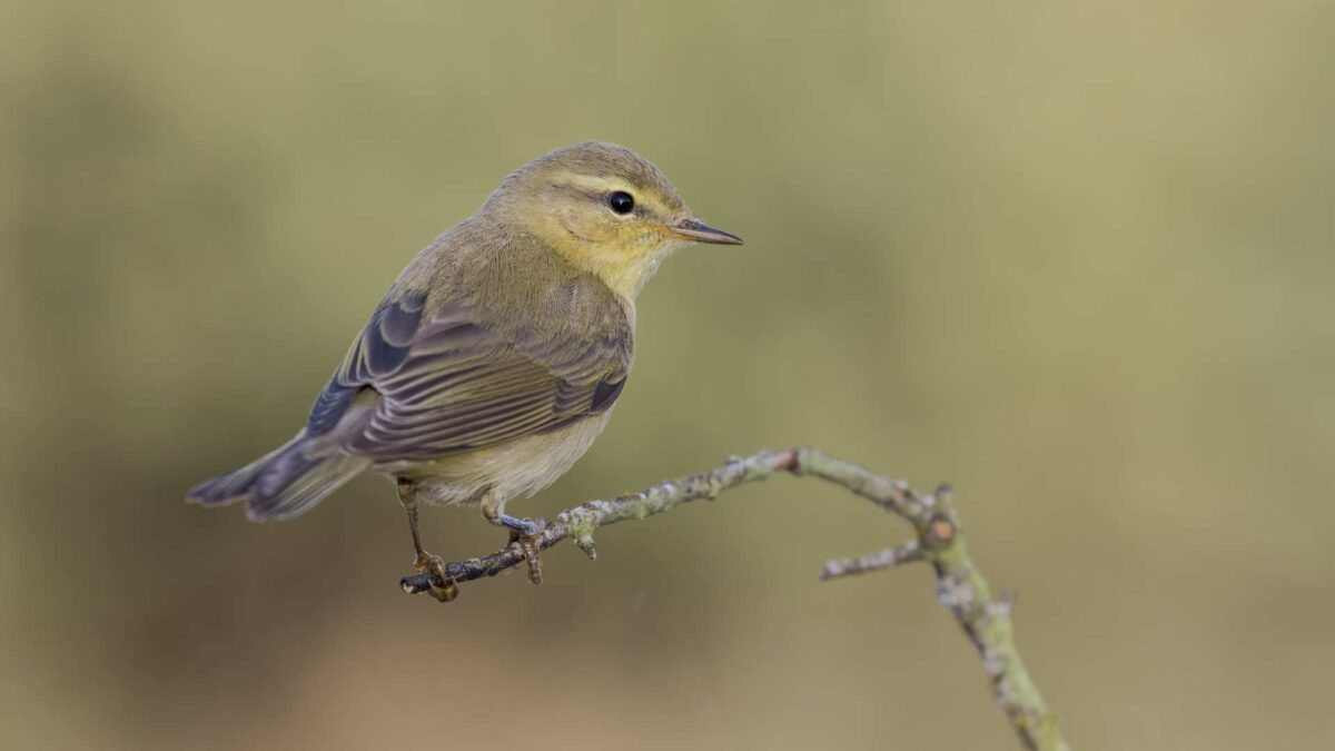 Western-Bonellis-Warbler-1200x675 Cork Coastline Hosts Rare Autumn Migrant