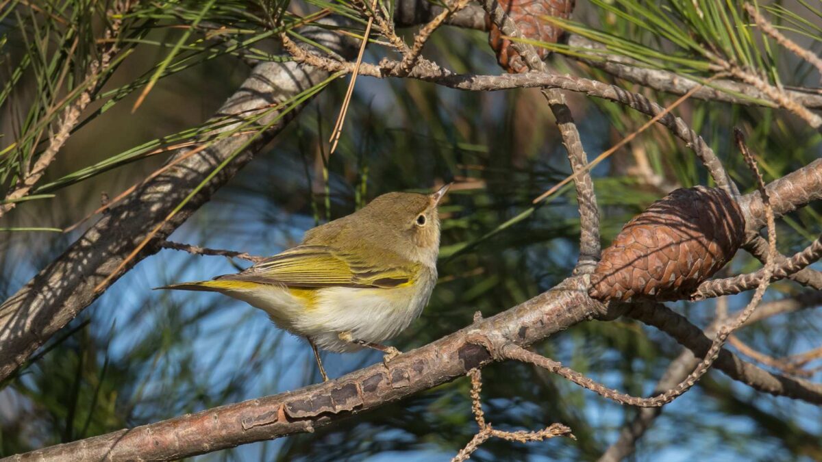 Western-Bonellis-Warbler-in-a-pine-tree-1200x675 Cork Coastline Hosts Rare Autumn Migrant