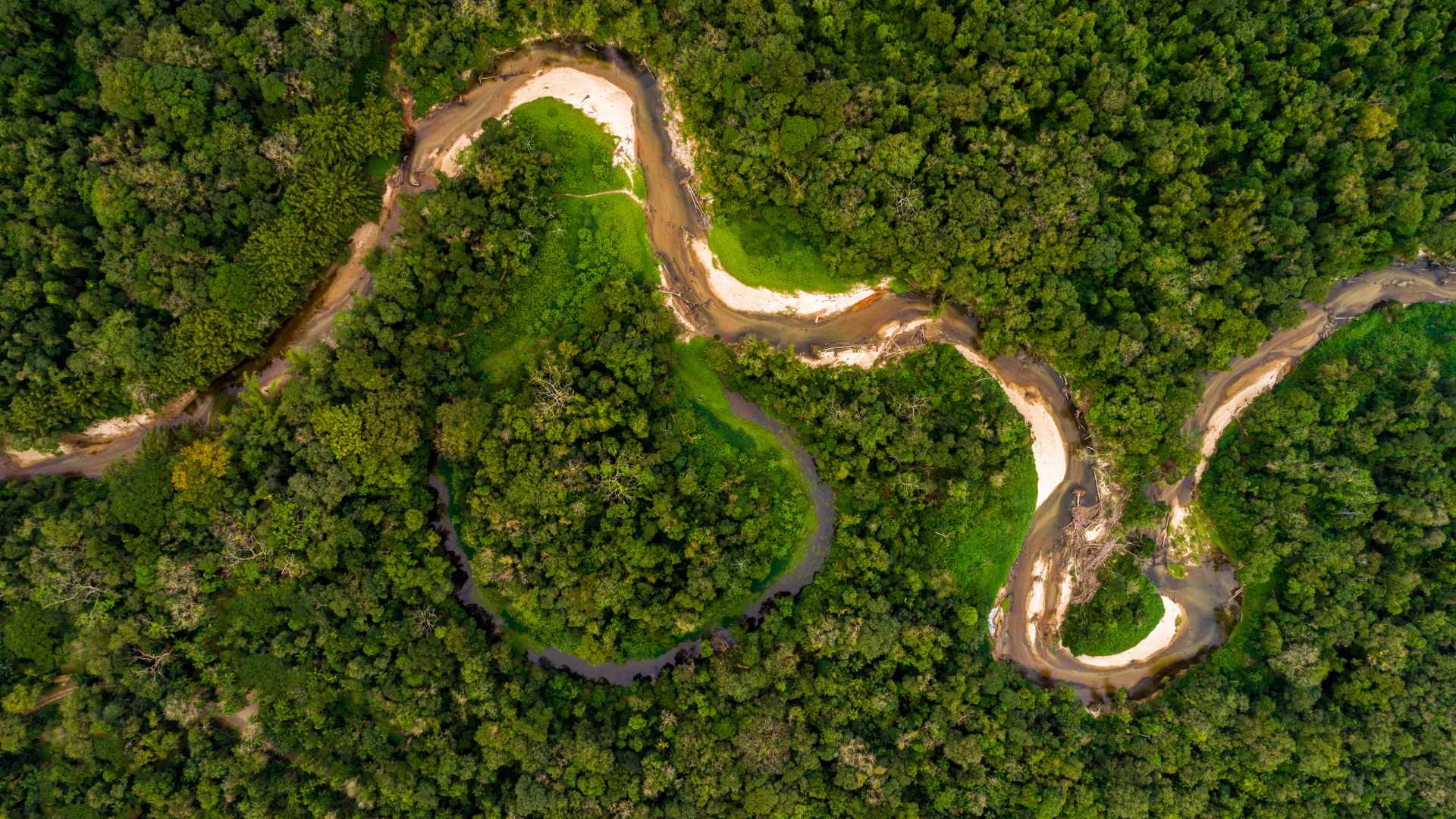 Amazon Rainforest